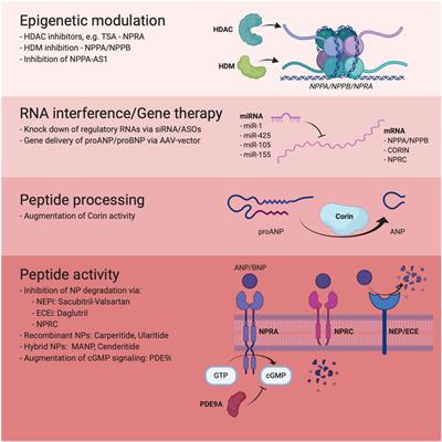 Toward a New Paradigm for Targeted Natriuretic Peptide Enhancement in Heart Failure